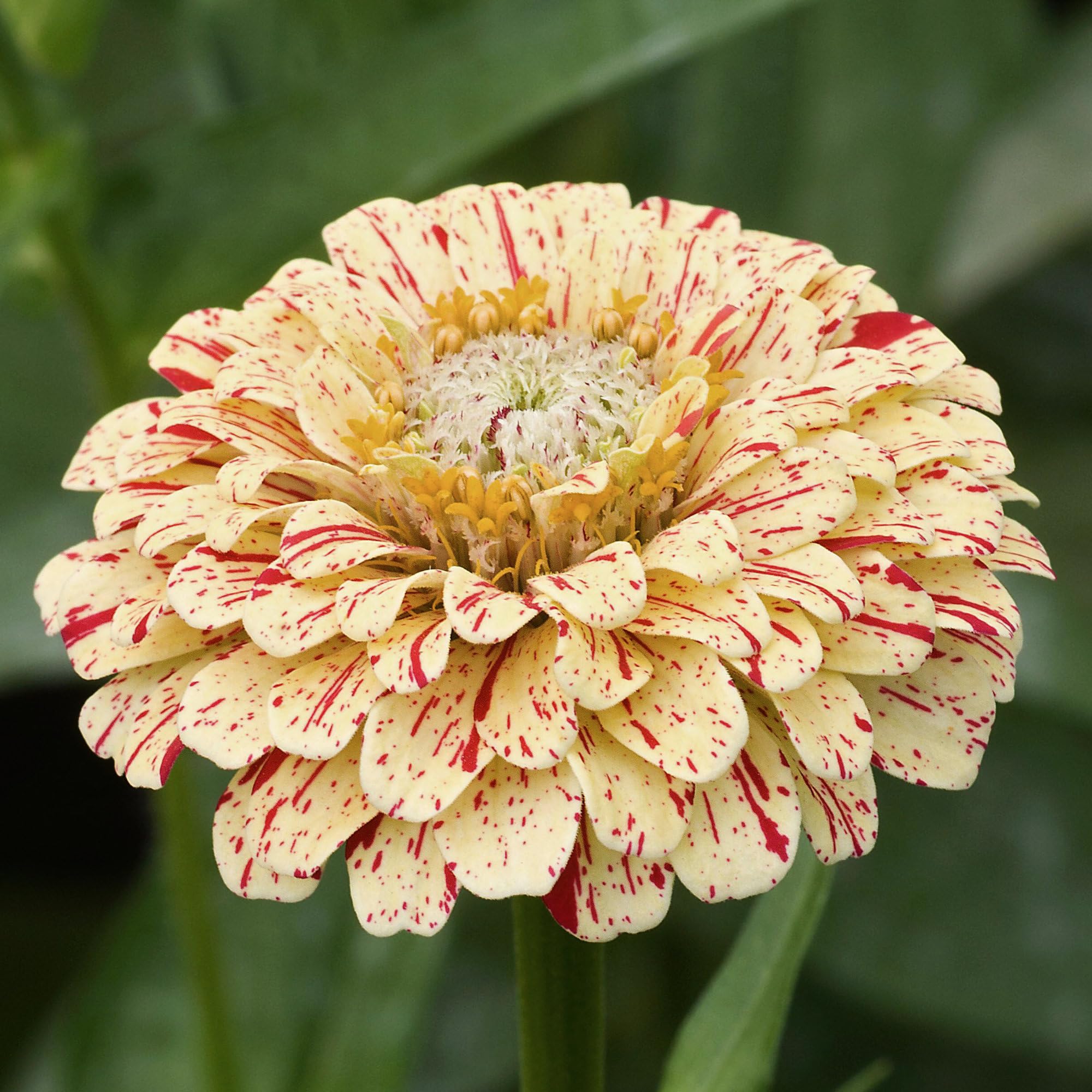 Seed Needs Candystripe zinnia germination tips on seed packet guide early performance.
