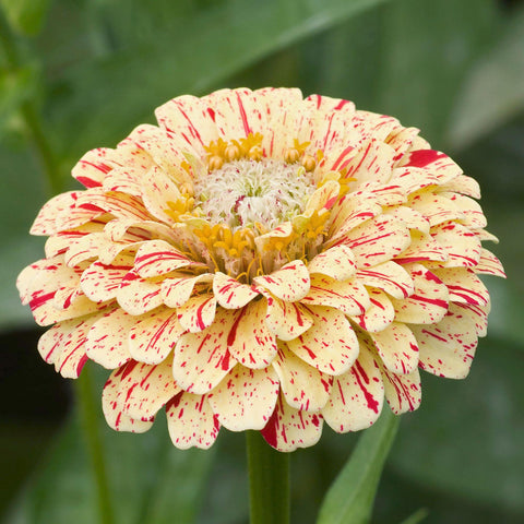 Seed Needs Candystripe zinnia germination tips on seed packet guide early performance.