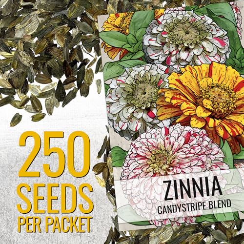 Seed Needs Candystripe zinnia tall stem in garden bed adds vertical color.