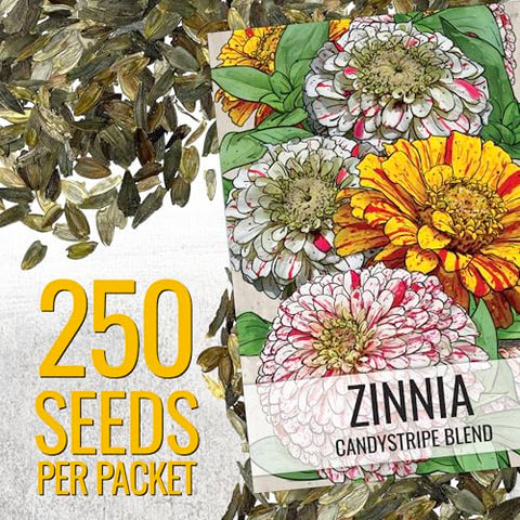 Seed Needs Candystripe zinnia tall stem in garden bed adds vertical color.