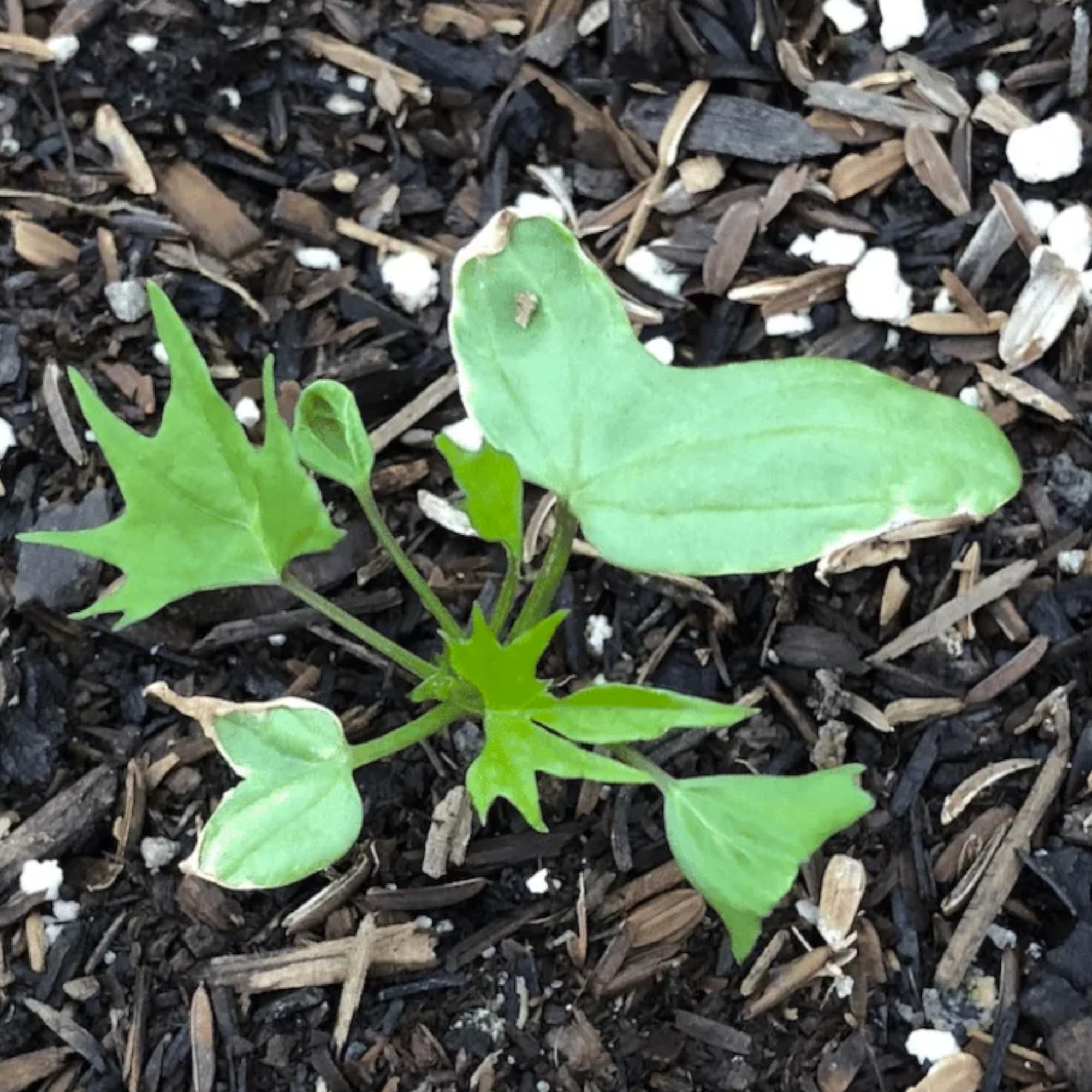 Seed Needs Cardinal Climber in a butterfly garden attracting pollinators