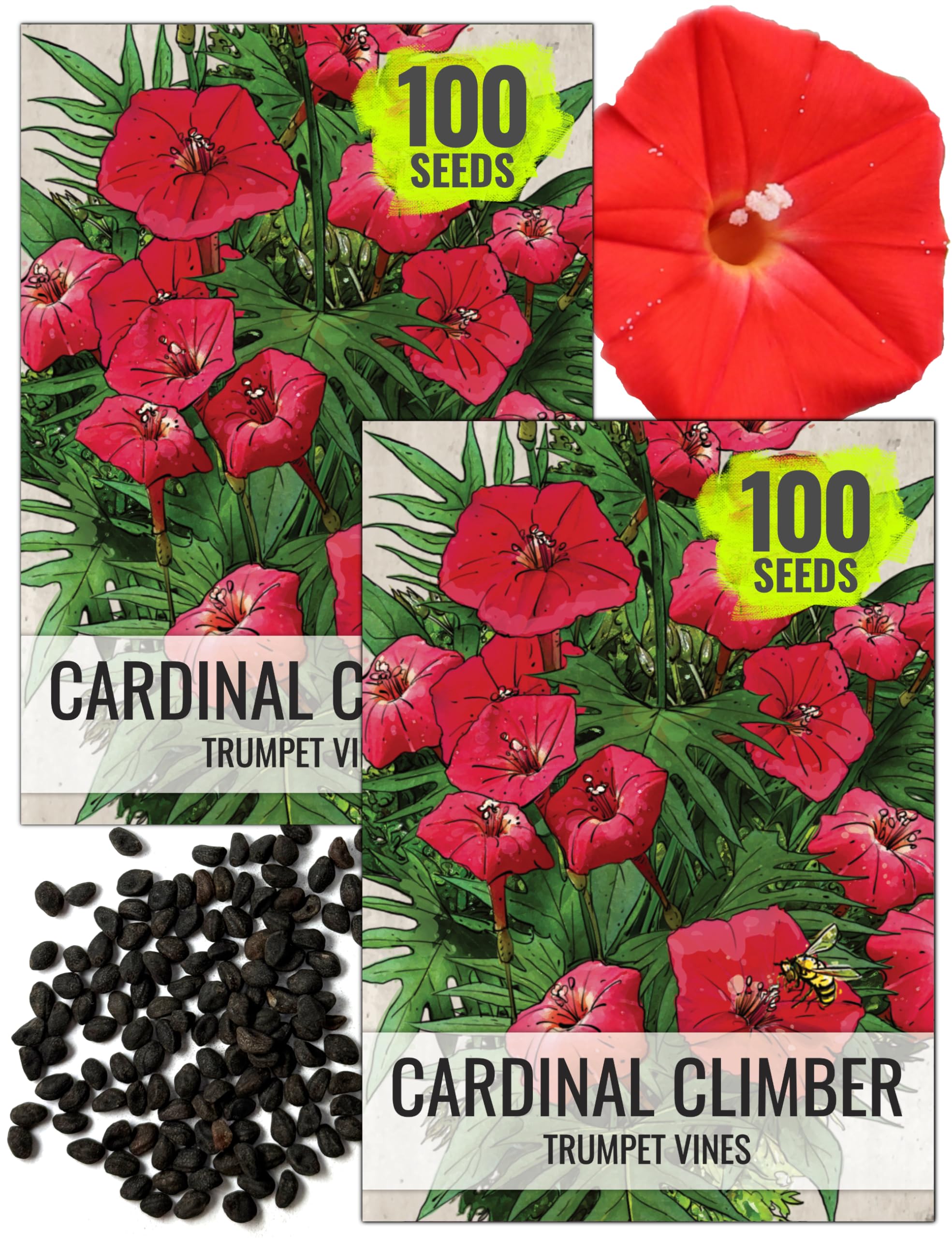 Seed Needs Cardinal Climber seeds two-pack ready for sowing and color