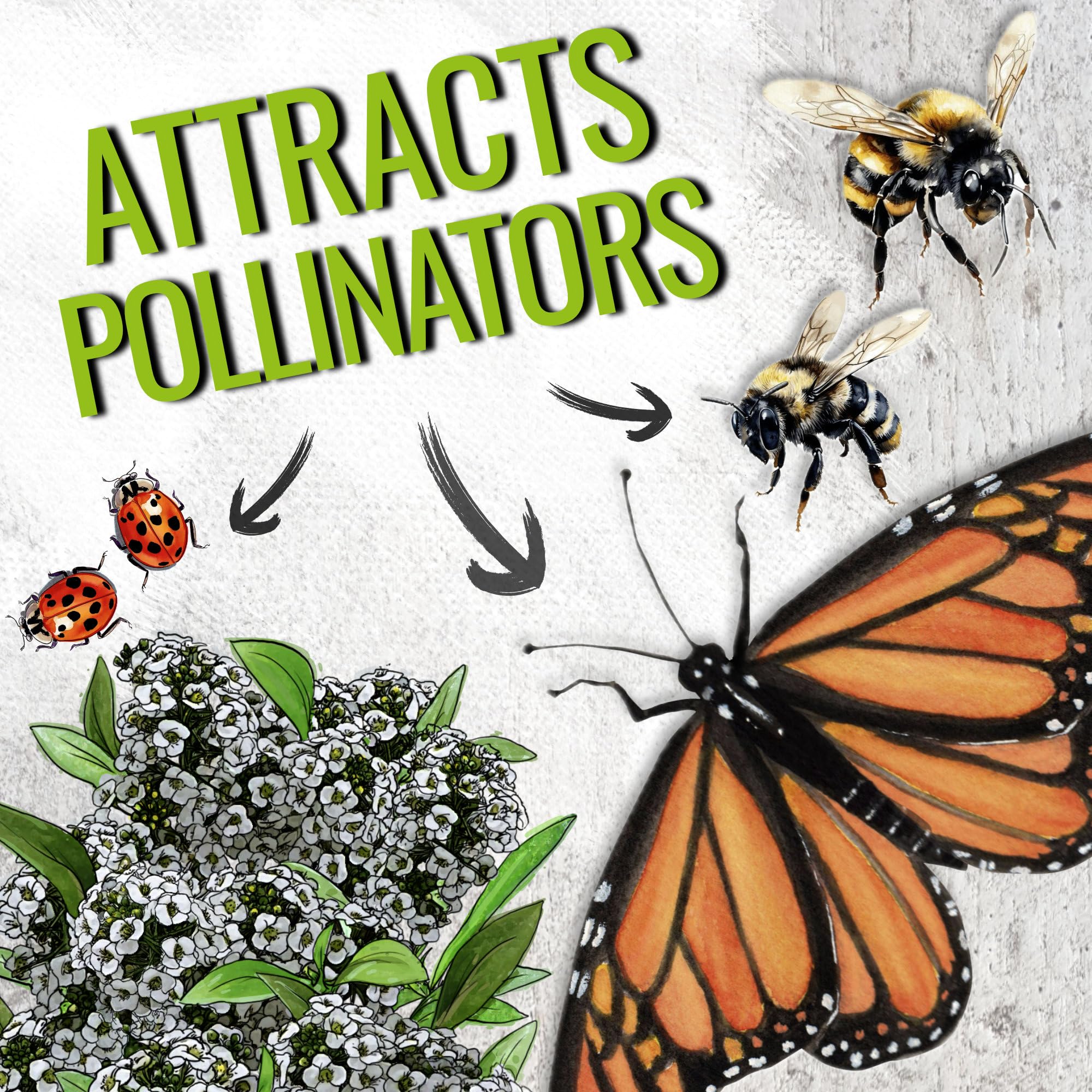 Pollinator-friendly alyssum attracts butterflies and bees over summer