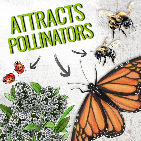 Pollinator-friendly alyssum attracts butterflies and bees over summer
