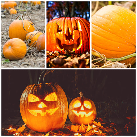 Seed Needs carving-quality pumpkins with thick walls for detailed designs