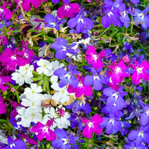 Seed Needs Cascade Mix Lobelia seeds indoors sowing for early start.