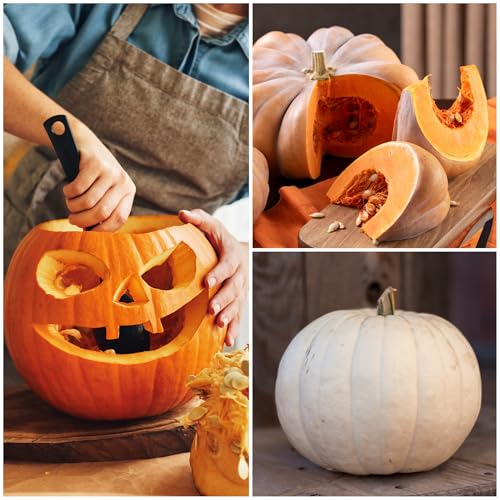 Seed Needs Casper White pumpkins ideal for painting and pies