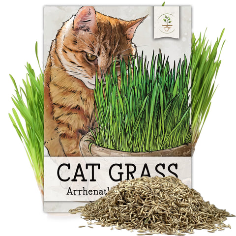 Seed Needs cat grass seeds Arrhenatherum elatius, bulk pack ready for indoor growing