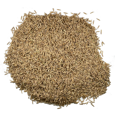 Seed Needs oat cat grass seeds for indoor planting, safe greens for cats