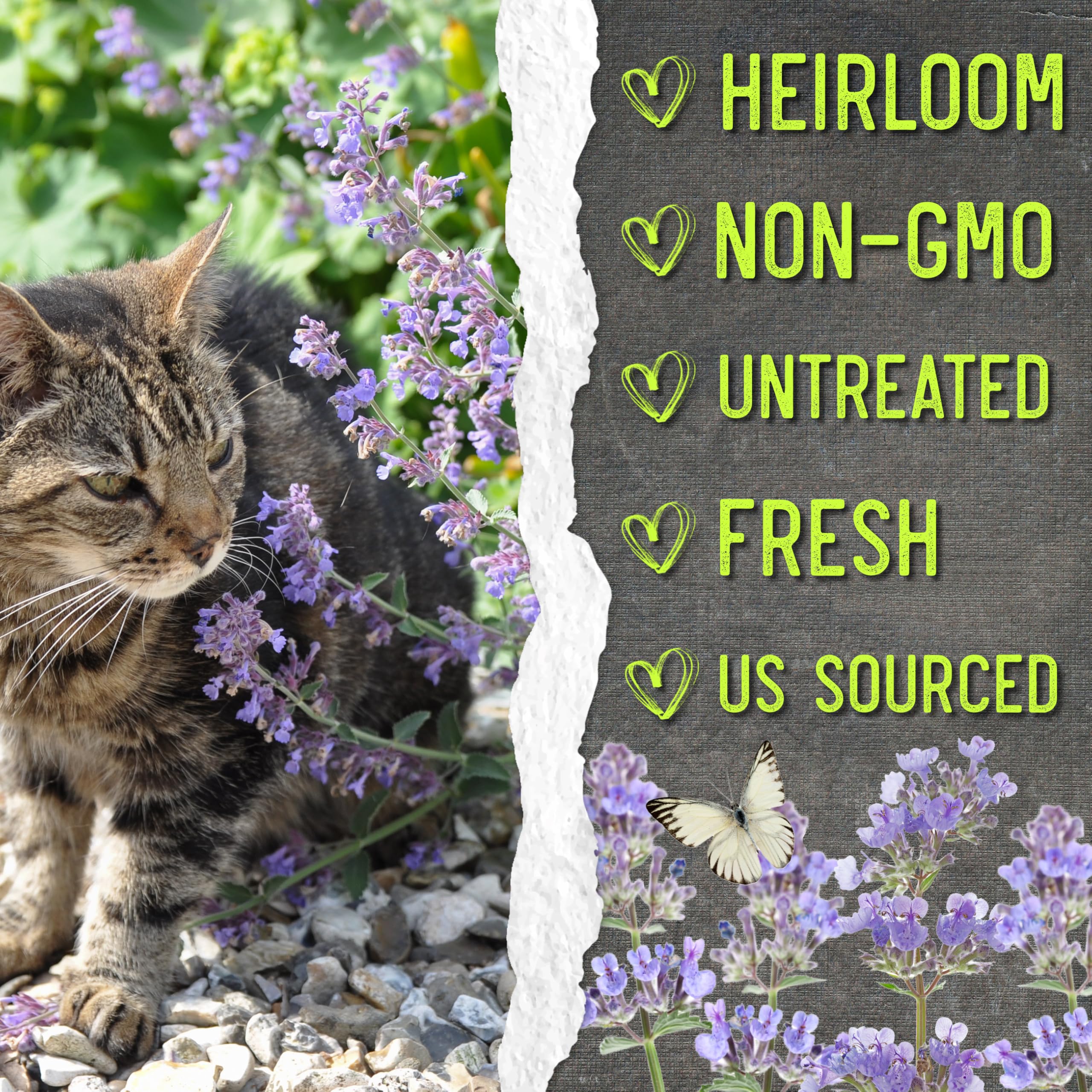Seed Needs Catmint bee-friendly foliage supporting pollinators in summer.