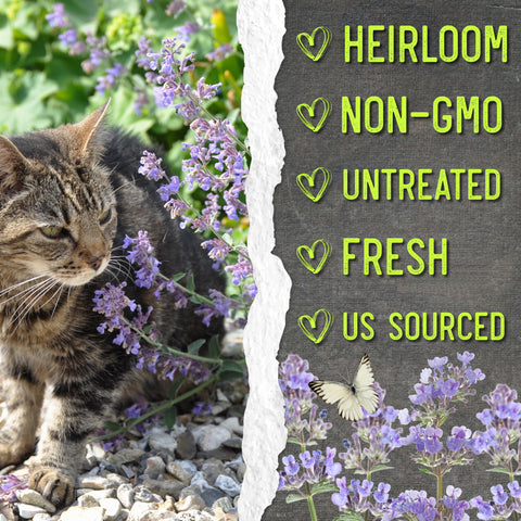 Seed Needs Catmint bee-friendly foliage supporting pollinators in summer.