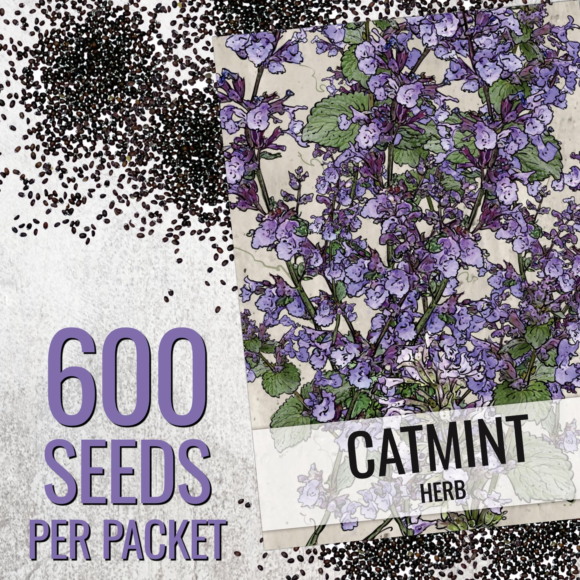 Seed Needs Catmint leaves close-up showing heart-shaped foliage.