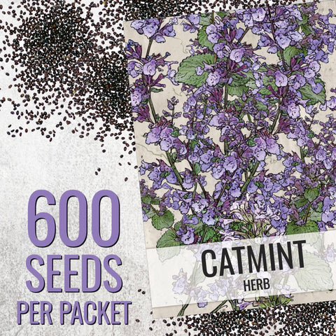 Seed Needs Catmint leaves close-up showing heart-shaped foliage.