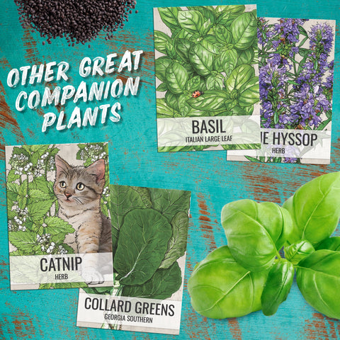 Seed Needs Catmint plant height showing 3 ft tall growth.