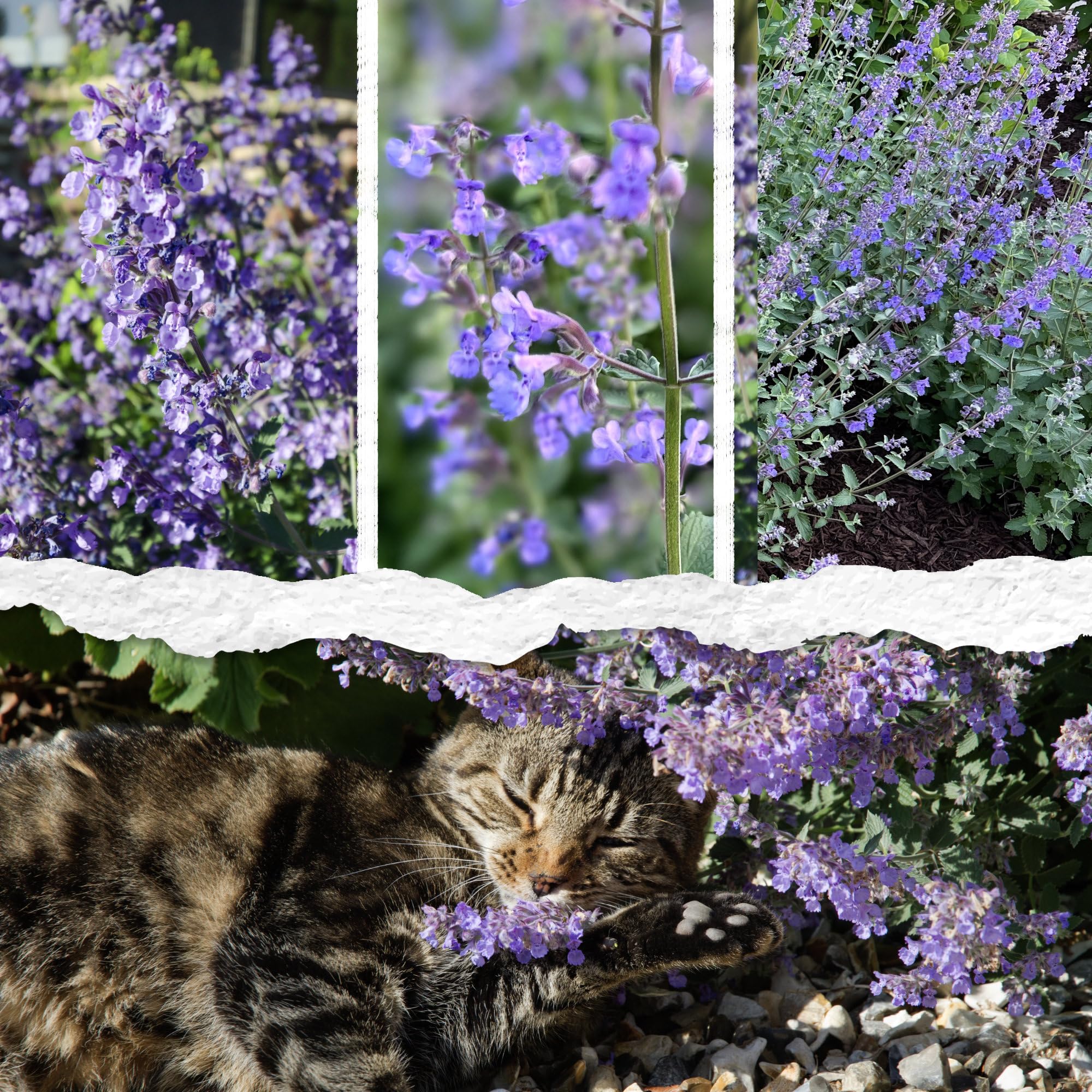 Seed Needs Catmint seed pack back with sowing instructions for beginners.