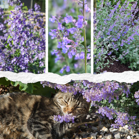 Seed Needs Catmint seed pack back with sowing instructions for beginners.