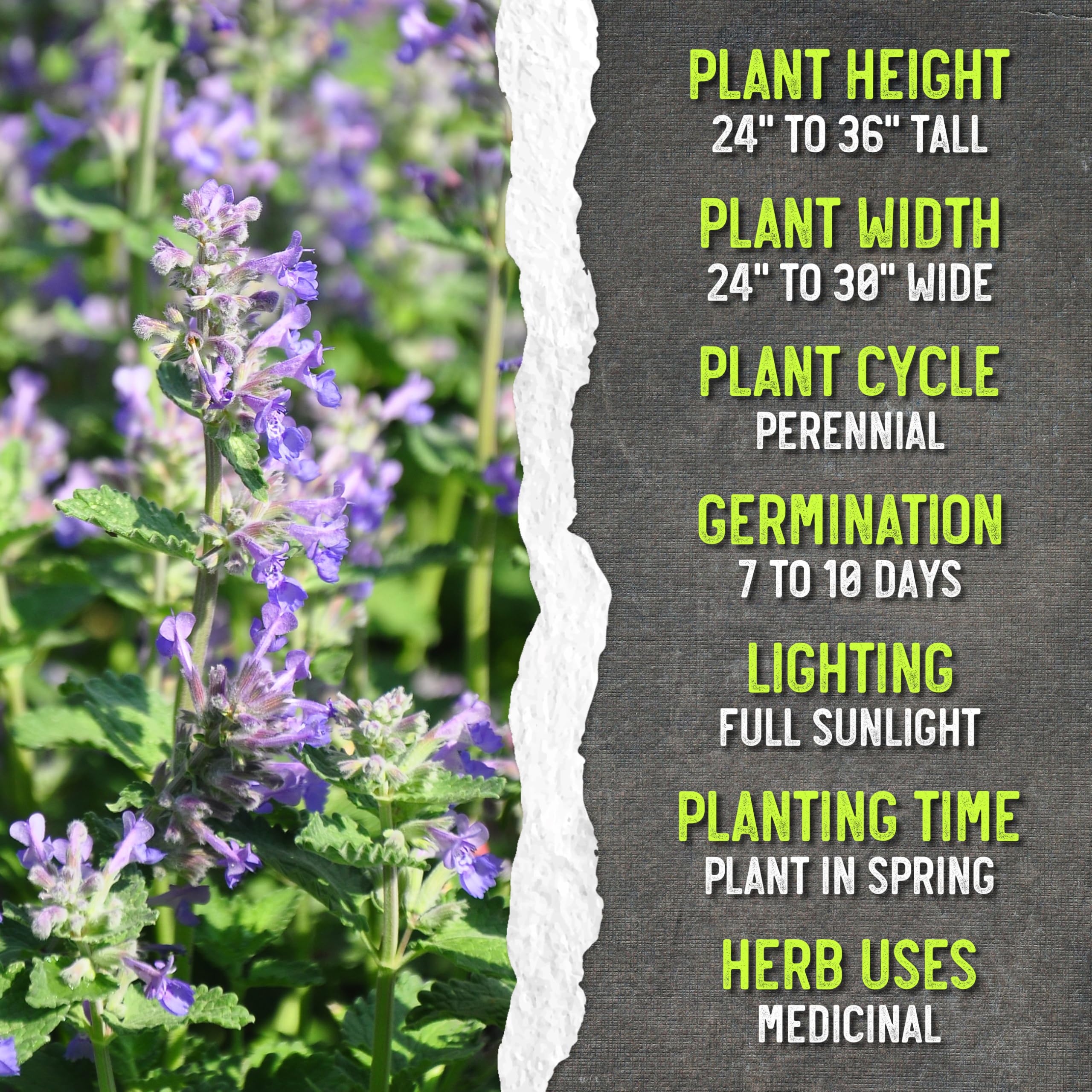 Seed Needs Catmint dried tea herb for calming beverages.