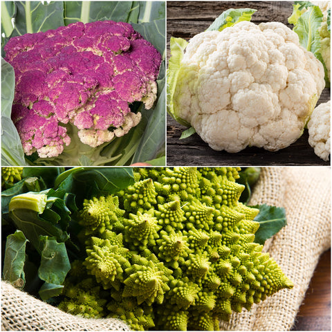Seed Needs cauliflower purple Sicily front illustration for vibrant home harvest ideas