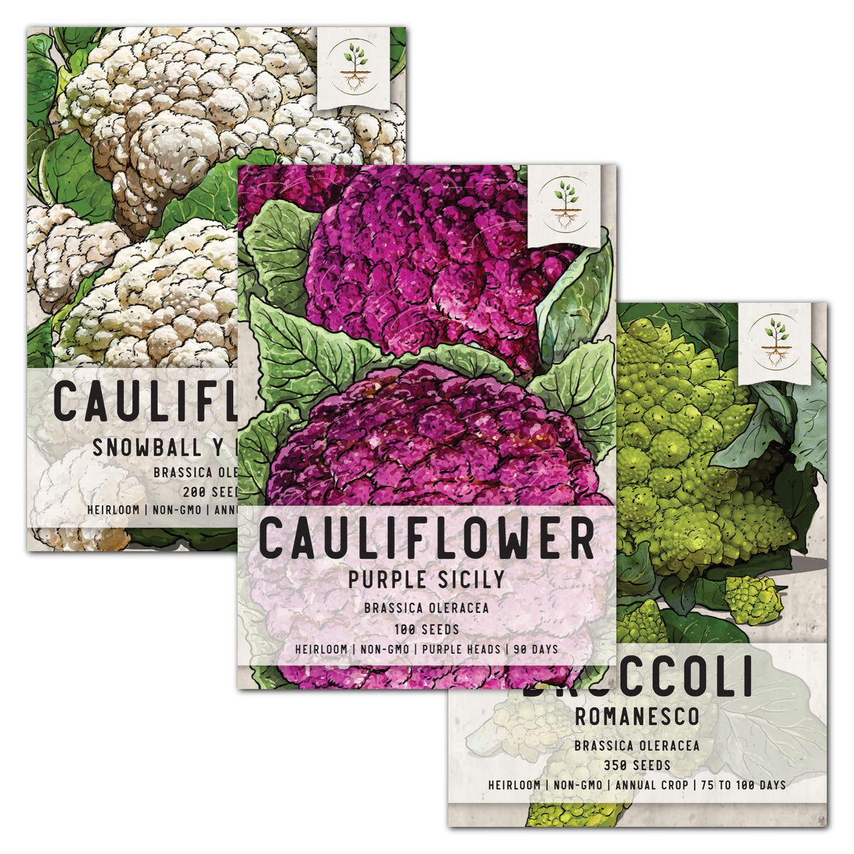 Seed Needs cauliflower romanesco front illustration for heirloom garden planning