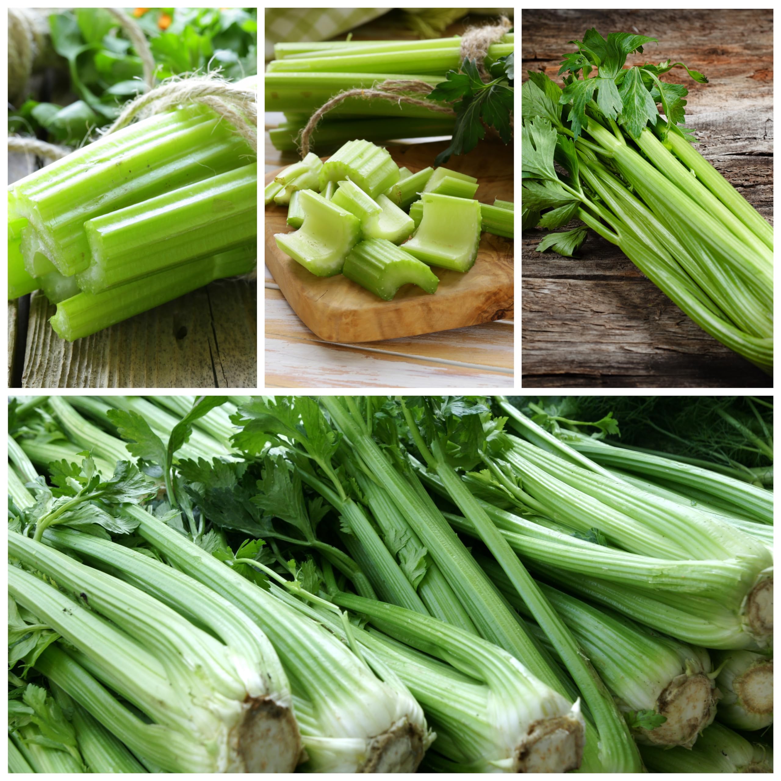 Seed Needs celery stalks mature to crisp, tall stalks ready to harvest.