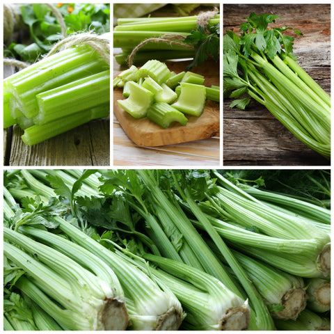 Seed Needs celery stalks mature to crisp, tall stalks ready to harvest.