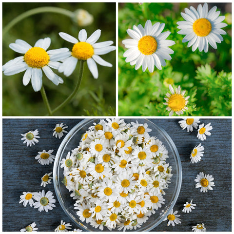 Seed Needs chamomile collection packaging with heirloom seeds.