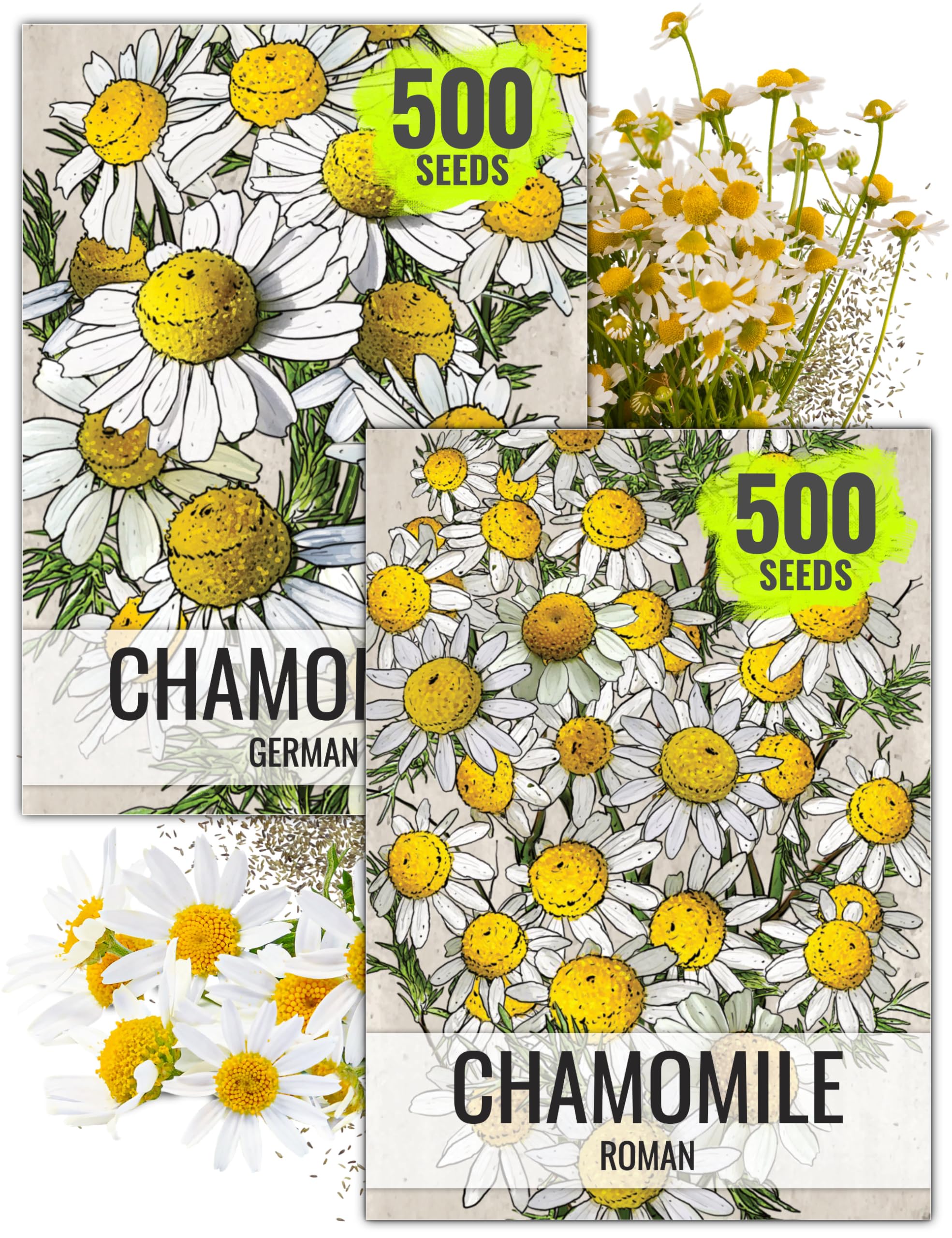 Seed Needs Roman chamomile bloom, delicate white petals and fragrant aroma.