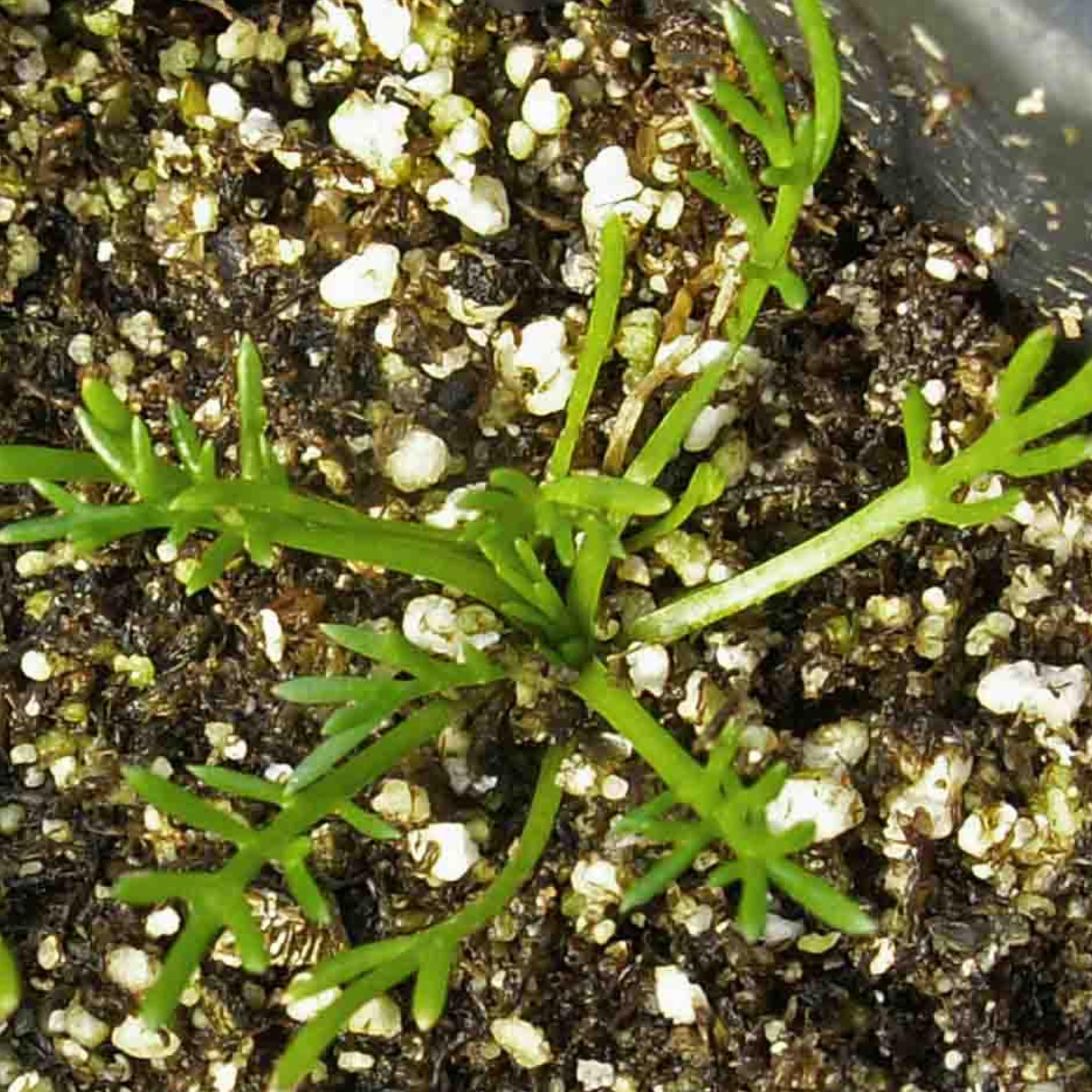 Seed Needs chamomile flowers for gentle skincare blends.