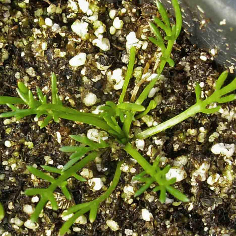 Seed Needs chamomile flowers for gentle skincare blends.
