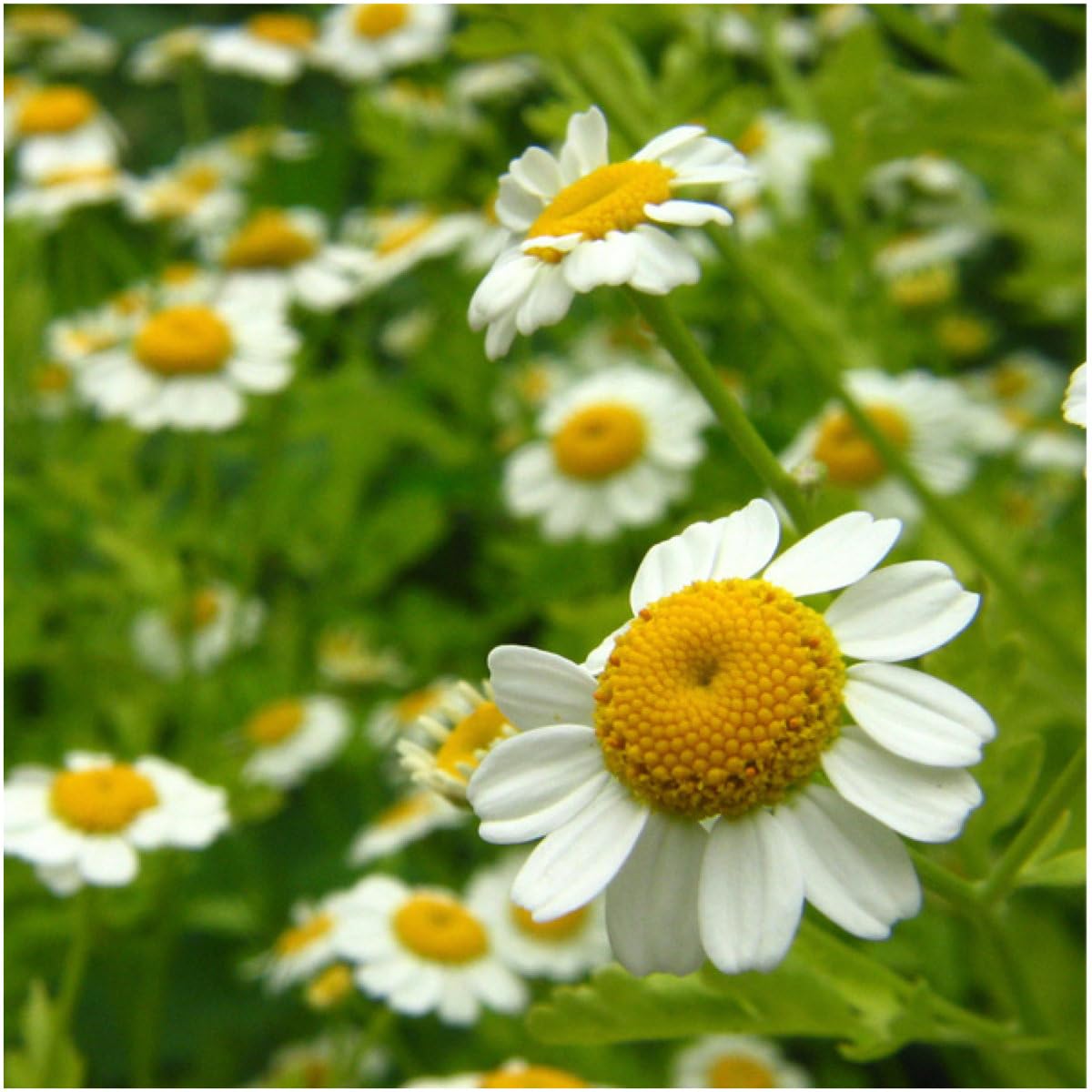 Seed Needs chamomile tea harvest flowers ready for use.