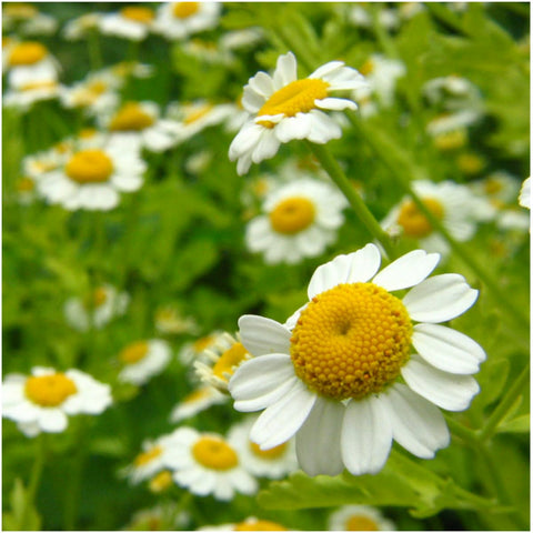 Seed Needs chamomile tea harvest flowers ready for use.