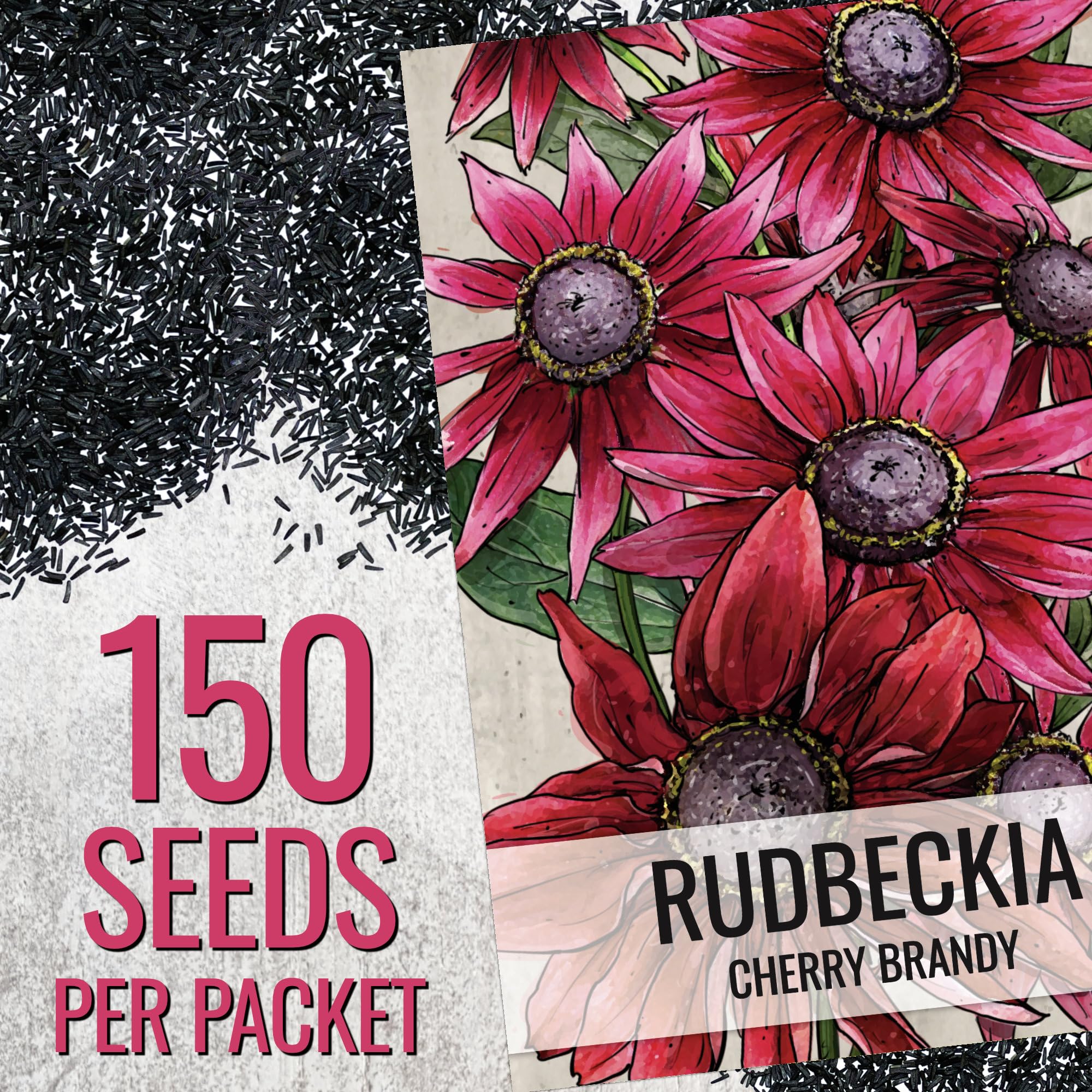 Seed Needs Cherry Brandy Rudbeckia bloom close-up with wine-red petals and dark center.