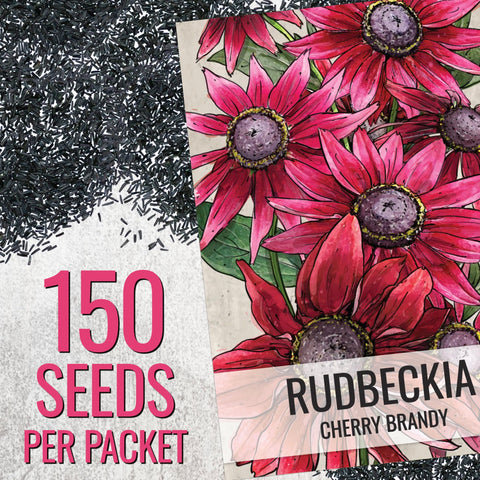 Seed Needs Cherry Brandy Rudbeckia bloom close-up with wine-red petals and dark center.