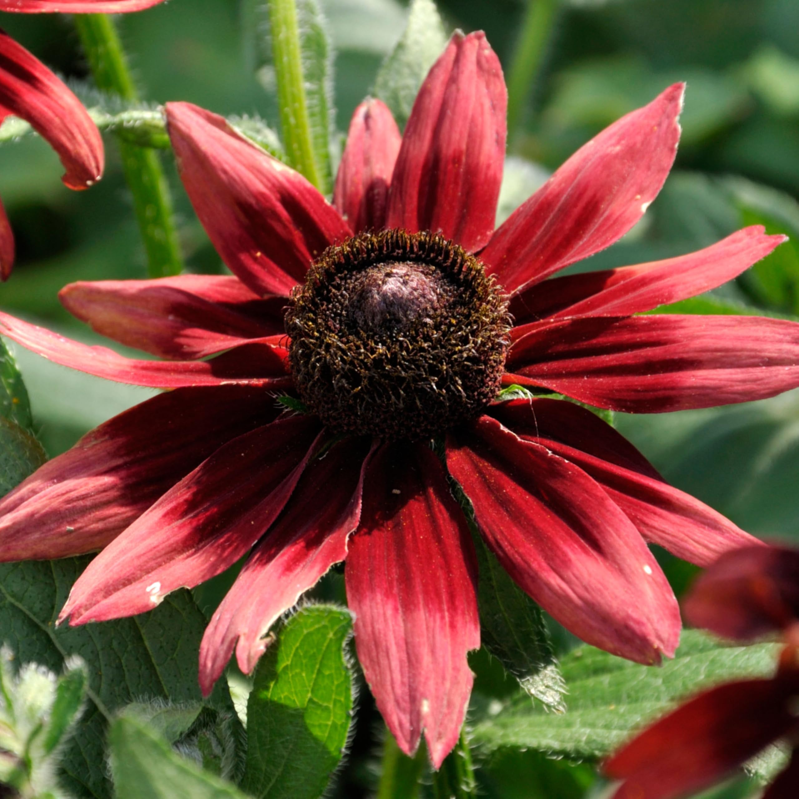 Seed Needs Cherry Brandy Rudbeckia in containers adds a bold focal point.