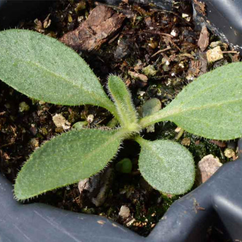 Seed Needs Cherry Brandy Rudbeckia hardy in USDA zones 4 to 9.