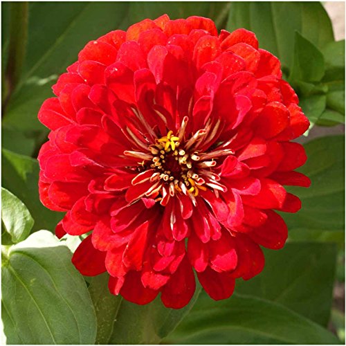 Seed Needs Cherry Queen Zinnia growing in a garden bed with upright stems.