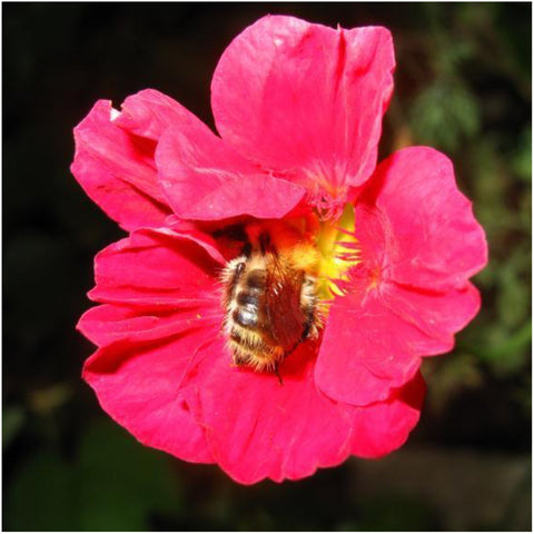 Seed Needs Cherry Rose Nasturtium leaves provide peppery salad greens.