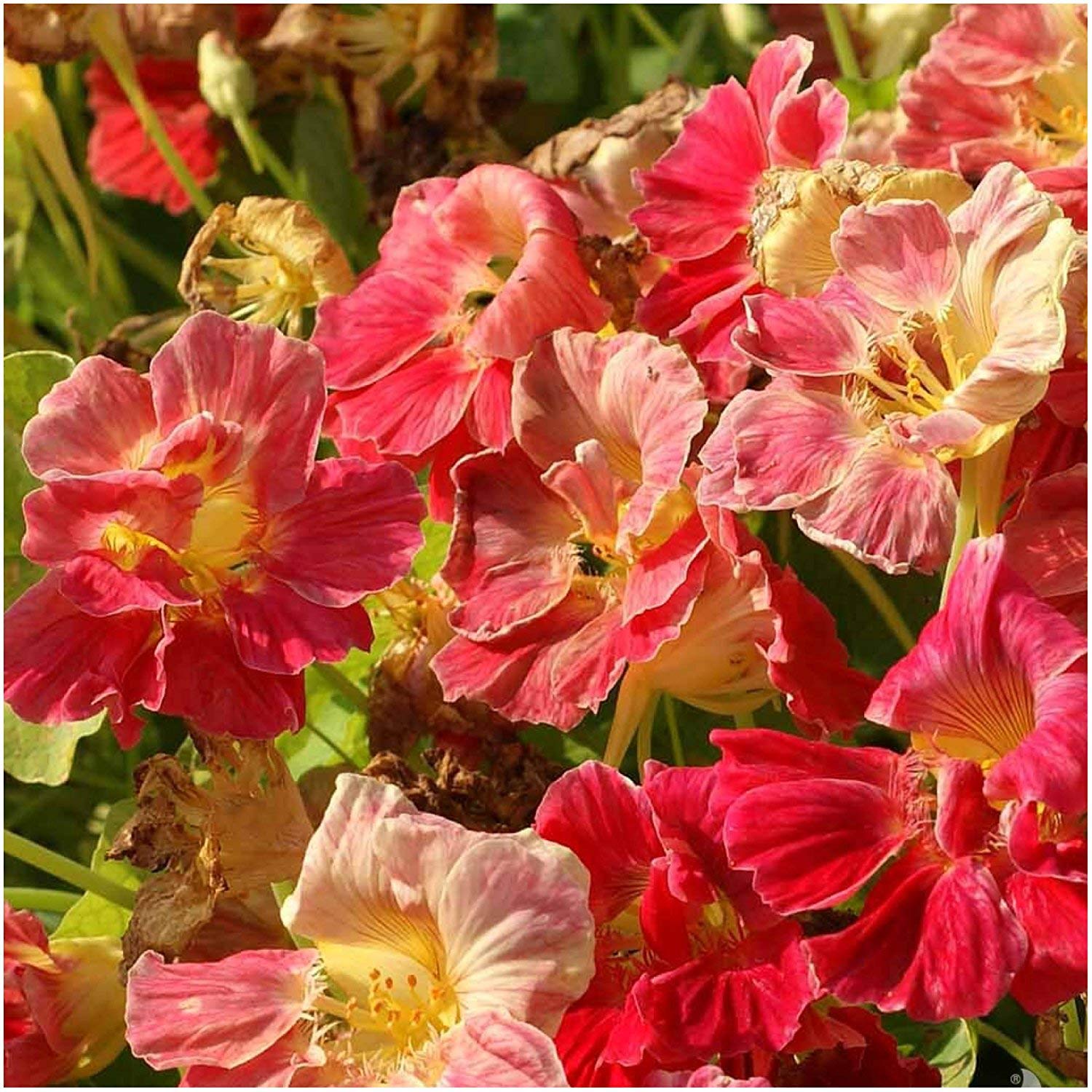 Seed Needs Cherry Rose Nasturtium vine offers trailing coverage and rapid blooms.
