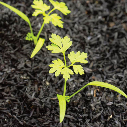 Seed Needs chervil garnish-use-idea suggests last-minute flavor boost