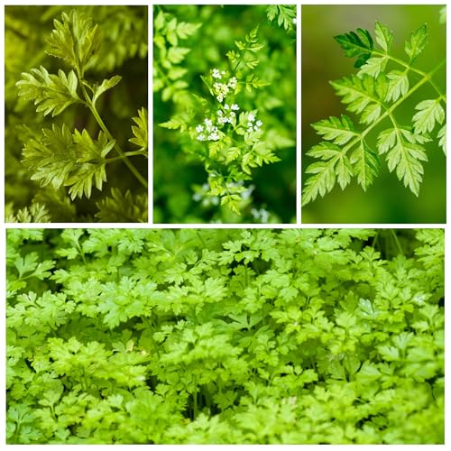 Seed Needs chervil leaf close-up shows delicate fronds for garnishes