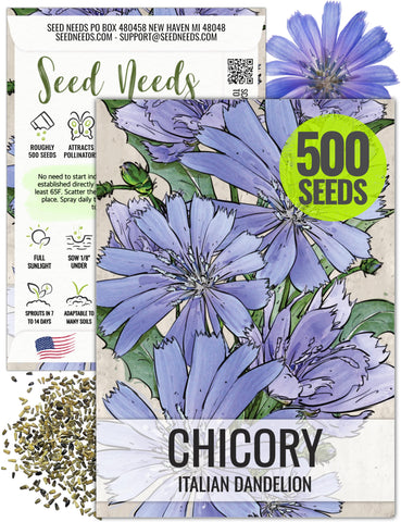 Seed Needs chicory seeds blue-sailors flowers attract pollinators.