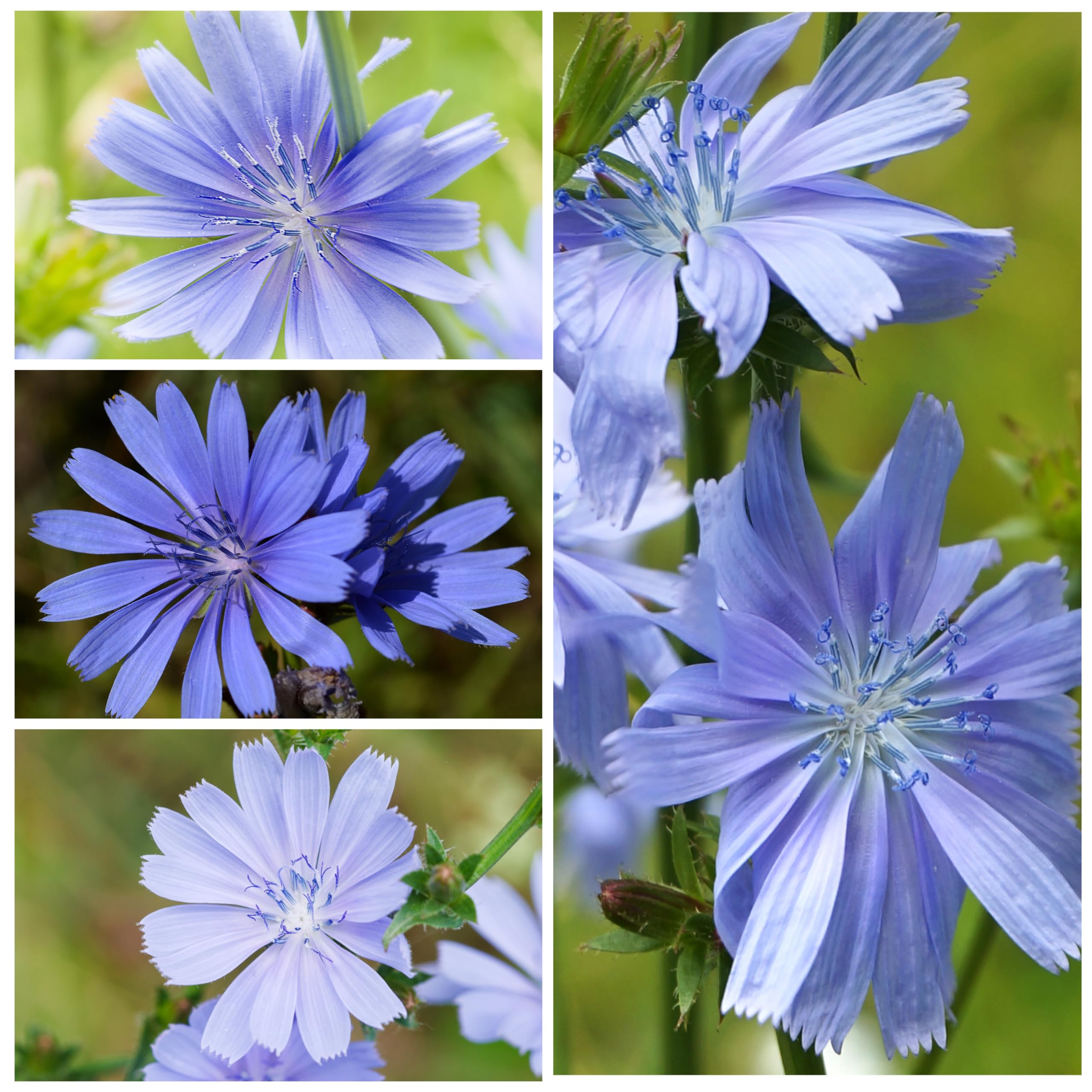 Seed Needs chicory seeds full-sun image highlights sun-loving growth.