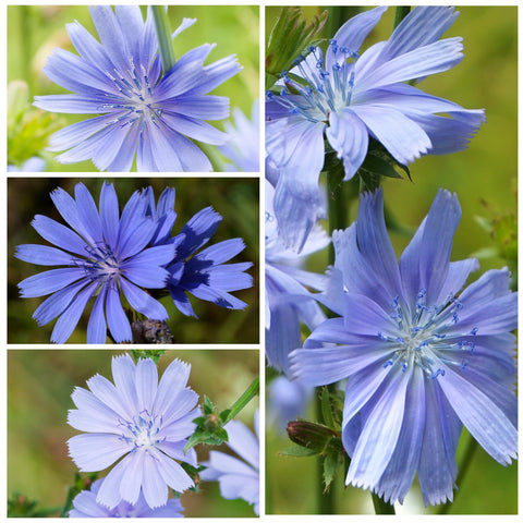 Seed Needs chicory seeds full-sun image highlights sun-loving growth.