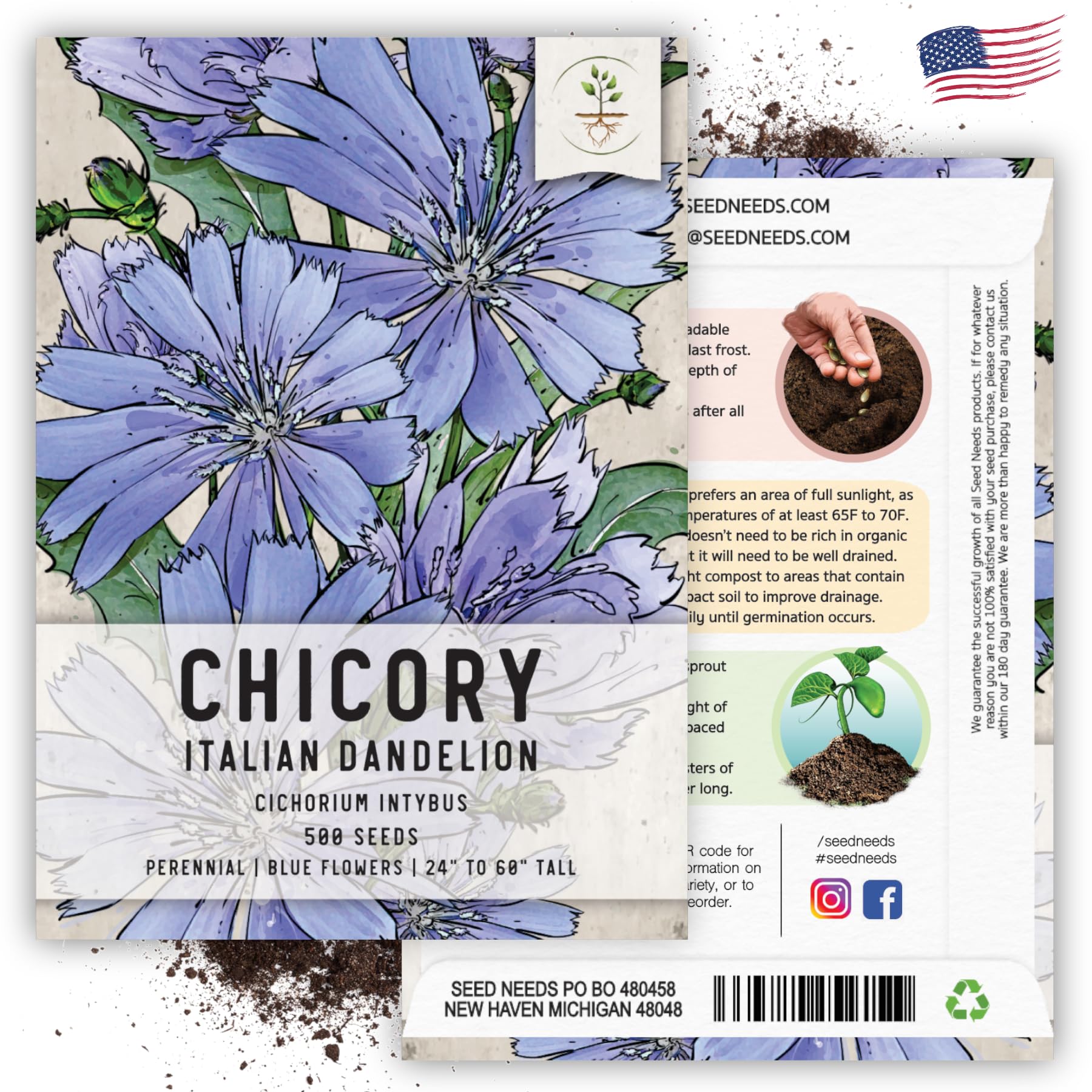 Seed Needs chicory seeds open-pollinated heritage variety for biodiversity.