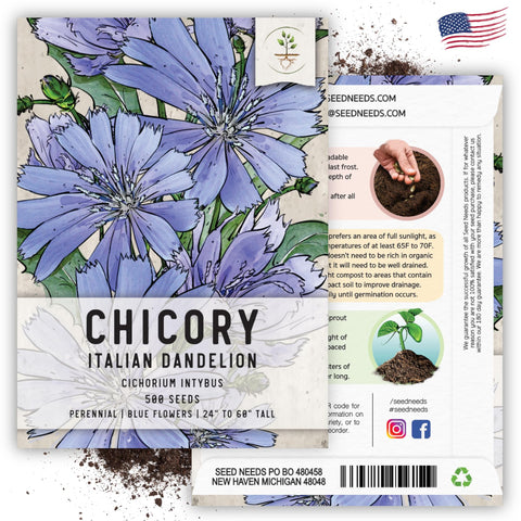 Seed Needs chicory seeds open-pollinated heritage variety for biodiversity.