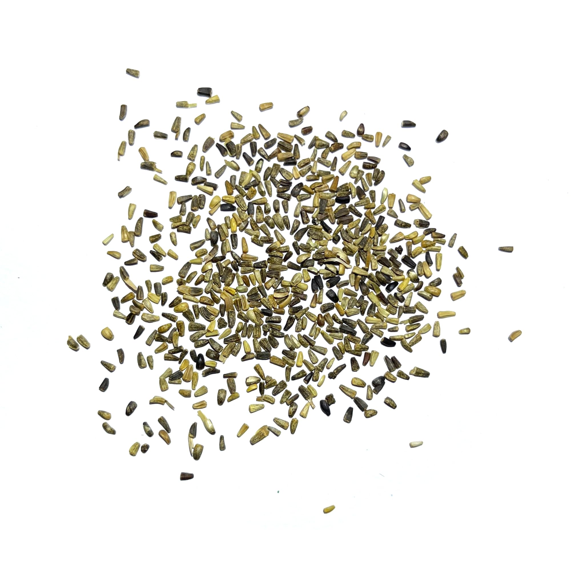 Seed Needs chicory seeds pollinator-friendly display invites bees and butterflies.