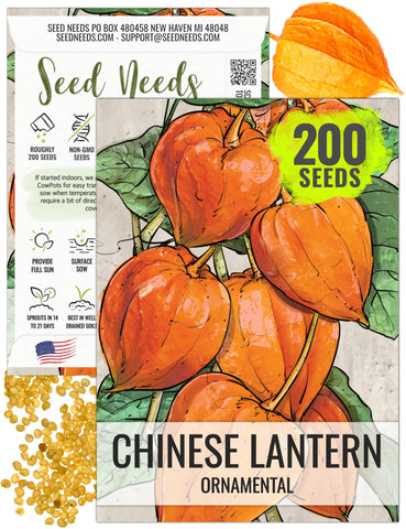 Seed Needs Chinese Lantern seeds with orange husks for a striking ornamental display