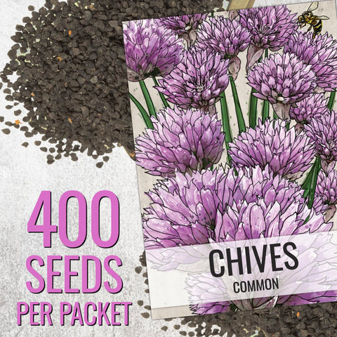 Seed Needs chive plant portrait highlights 18-inch maturing height and 12-inch spread.