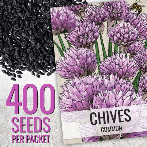 Seed Needs chive seeds planted in a pot.