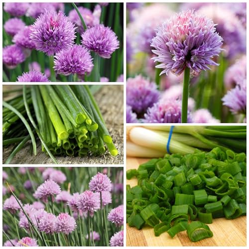 Seed Needs chives flowers image shows edible pink blooms for ornamental and culinary use.